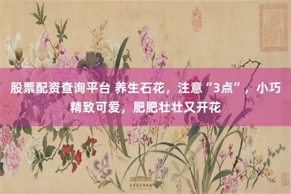 股票配资查询平台 养生石花，注意“3点”，小巧精致可爱，肥肥壮壮又开花